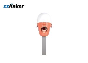 Wholesale Practicing Dental Simple Teaching Phantom Head for Clinic School Exhibition from china suppliers