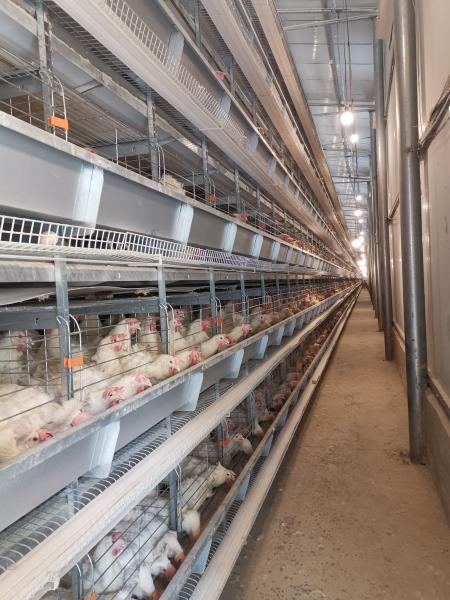 Layer Battery Cage System Accommodating 90 Chickens, Ideal For Efficient Laying