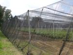 Buy cheap High Tensile Strength insect netting for greenhouse Black 0.6 * 0.6mm ISO 9001 from wholesalers