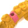 Buy cheap Biomimetic Gingival Photosensitive Resin Surgical Training Models Gum Resin from wholesalers