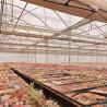 Buy cheap Multi-Span Tunnel Po Film Greenhouse 30 Days Return Refunds US Currency Greenhouse from wholesalers