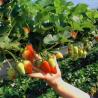 Buy cheap US Currency JX-A0023 Multi-Span Film Greenhouse for Planting Tomota Cucumber Lettuce from wholesalers