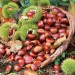 Buy cheap new crop, Raw peanut in shell/ Roasted peanut in shell/ Red skin peanut from wholesalers