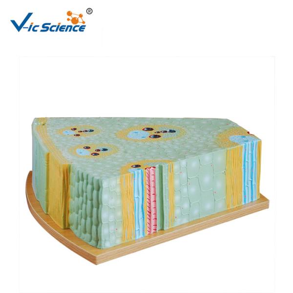 Buy cheap Bilological Class 47x46x18cm 5kgs Plant Stem Cell Model from wholesalers