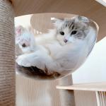 Big Size Stylish Pet Furniture Modern Cat Scratching Furniture Sustainable