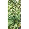 Buy cheap Raspberry Sweet Tea Contains Sweeteners Flavonoid and Catechin Substances. It Has Certain Therapeutic Effects on Diabetes and High blood lipids from wholesalers