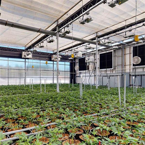 Medicine Planting US Marketing Automatic Light Deprivation Greenhouse With