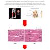 Buy cheap Muscle Message 635nm 660nm 850nm LED Red Light Therapy Beds For Chiropractic Use from wholesalers
