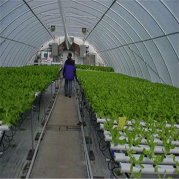 Buy cheap Professional Intelligent Glass Greenhouse For Tomato / Pepper / Cucumber from wholesalers