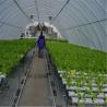 Buy cheap Professional Intelligent Glass Greenhouse For Tomato / Pepper / Cucumber from wholesalers