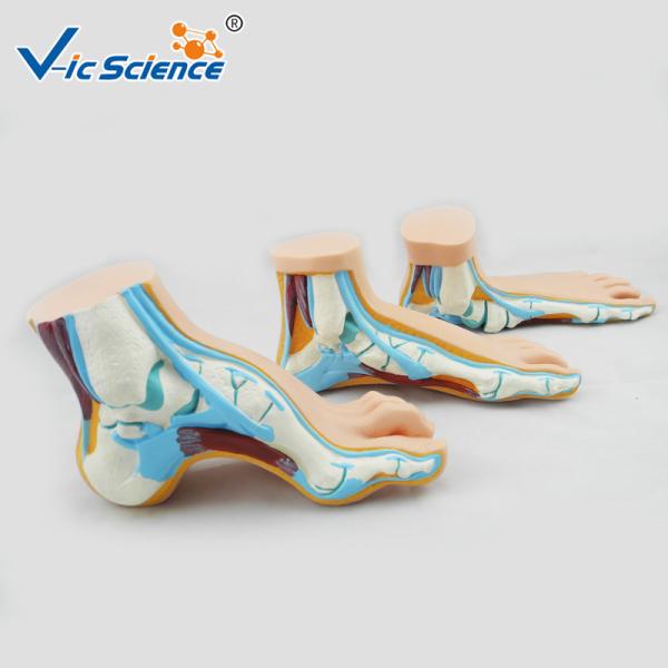 Buy cheap Non - Toxic Human Anatomical Model Normal Flat Anatomical Foot Model VIC-326 from wholesalers