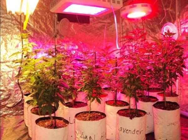 Buy cheap DC12V IP68 full spectrum 4ft hydroponic greenhouse LED grow light 15/30/45/60W from wholesalers