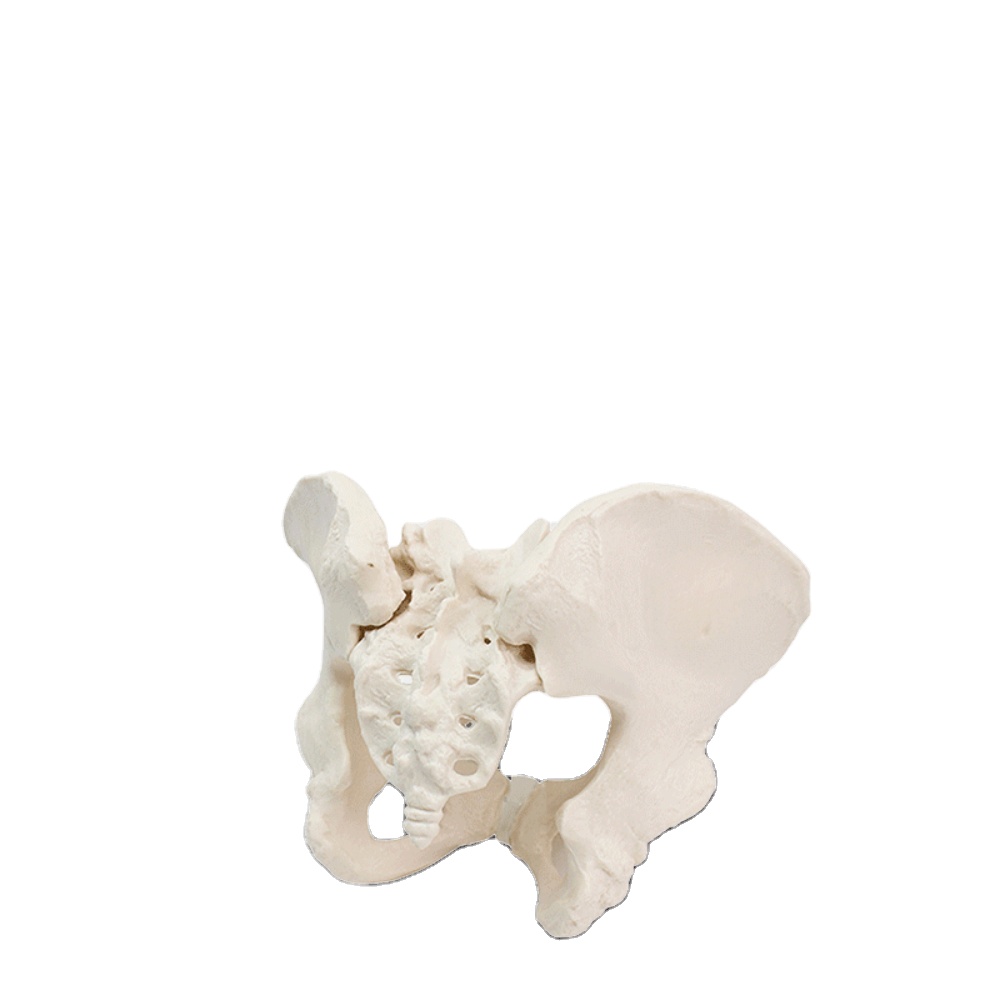 Eco-friendly PVC 1:1 Life Size Medical Education Artistic Creation Design Ergonomics Physical Education Female Pelvic Model
