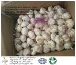 Buy cheap Garlic to Senegal from wholesalers