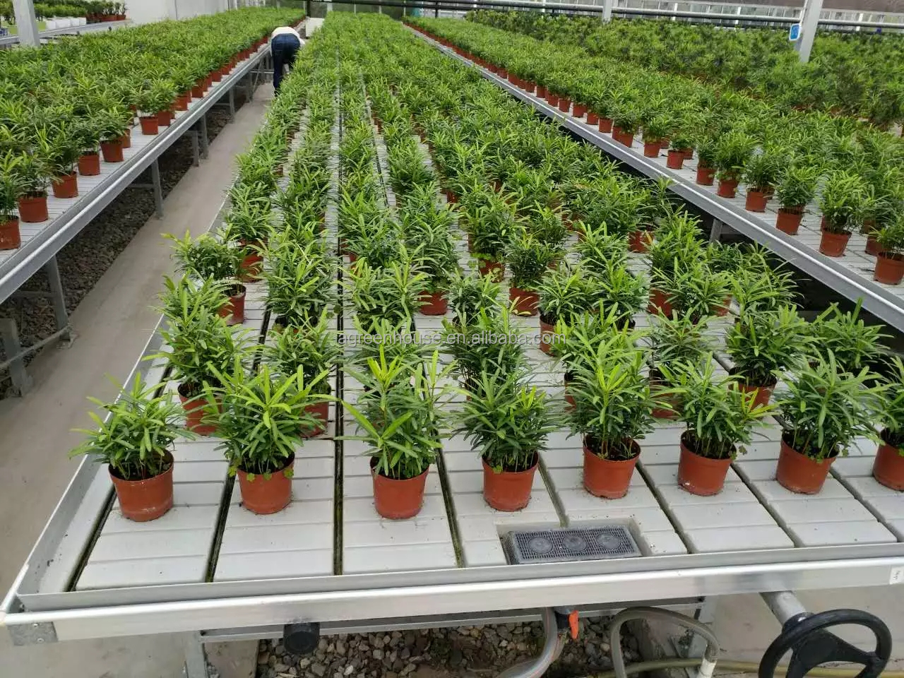 Ebb And Flow Vertical Grow Flood Table Film Greenhouse Rolling Benches