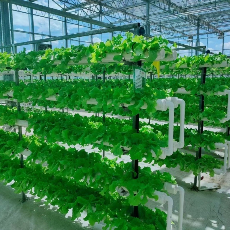 Venlo Glass Greenhouse Hydroponics System with Drip Irrigation