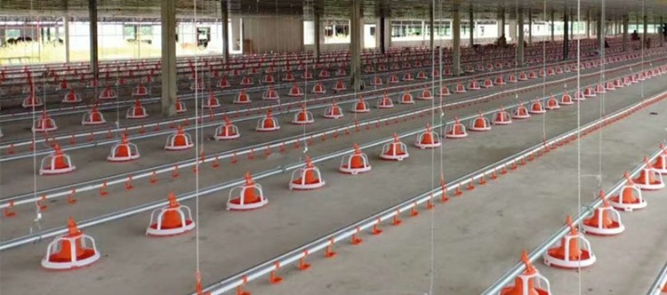 Farm Breeder Houses Male Broiler Chicken Equipment