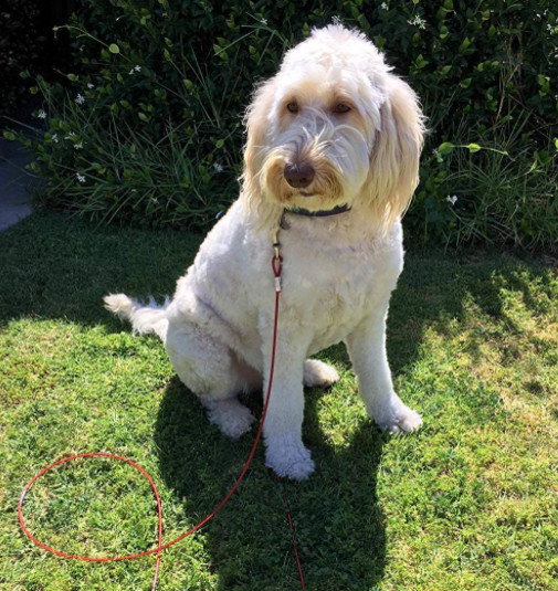 long slip lead for dogs
