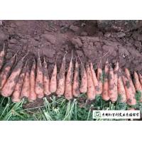 Buy cheap Nutritious Fresh Organic Carrots No Pesticide Residue Contain Carotene product
