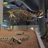 Buy cheap landscape decoration Outdoor Yangchuanosaurus Skeleton Dinosaur Replica Fossil from wholesalers