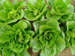 Buy cheap No Yellow Flower Fresh Green Cabbage For Restaurant And Supermarket from wholesalers