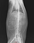 PET Medical X Ray Diagnostic Imaging Transparency Film White Base 25×30 cm