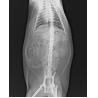 Buy cheap PET Medical X Ray Diagnostic Imaging Transparency Film White Base 25×30 cm from wholesalers
