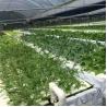 Buy cheap Po/PE Film Hydroponic Greenhouse For Vegetables Double Layer from wholesalers