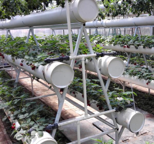Buy cheap Pollution Free Commercial Hydroponic Greenhouse Saving Water / Fertilizer from wholesalers