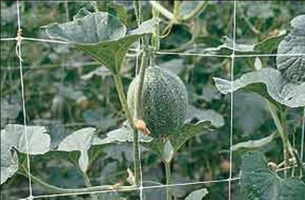 Buy cheap Climbing Plant Support Netting Green / White For Greenhouse , Garden from wholesalers