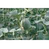 Buy cheap Climbing Plant Support Netting from wholesalers