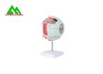 Medical 3D Anatomical Eye Model , Human Eyeball Anatomy Model