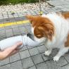 Buy cheap 550ml Folding Outdoor Pet Feeding Bottle Portable Puppy Cat Drinking Water Bottle from wholesalers