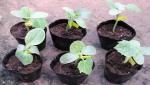 wholesale plastic seedling tray , soft black pot for Garden supplies