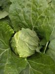 Buy cheap Vitamin K Flathead Cabbage / Improve Digestion Early Round Dutch Cabbage from wholesalers