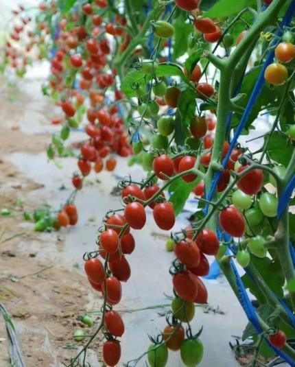 Optimized Irrigation System Tomato Sunlight Greenhouse