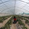 Buy cheap Arch Outdoor Chinese Tunnel Plastic Greenhouse Transparent For Cultivation from wholesalers