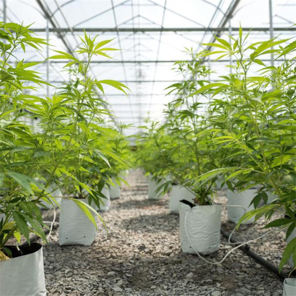 Buy cheap Single Span Tunnel vegetable Light Deprivation Greenhouse Length 30-45ft from wholesalers