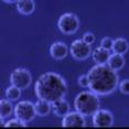 Buy cheap 30 - 150 μm Magnetic Beads Protein Purification 10% Volume Ratio 100 mL from wholesalers