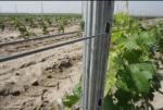 Orchard Plantations Metal Grape Vine Trellis Posts High Strength Eco Friendly