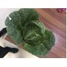 Buy cheap Common Chinese Long Cabbage / Ball Shape Flat Dutch Cabbage Vegetable from wholesalers