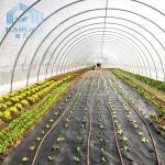 Single Span Pe Film Tunnel Plastic Greenhouse Hydroponic Agriculture Tunnel