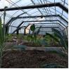 Buy cheap Medical Herbs Growing Hydroponic Poly Tunnel Agriculture Greenhouse Auto Light Deprivation Blackout Greenhouse from wholesalers