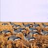 Buy cheap Custom Plastic PP Lifelike goose silhouette decoys Anti Reflective canada goose decoys from wholesalers