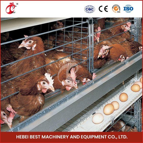 Buy cheap Galvanized Steel Poultry Battery Chicken Cage System For Layer Farm Ada from wholesalers