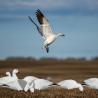 Buy cheap Snow Goose Hunting Decoy Eva Plastic Flocked Silhouette Geese Decoys Juvenile Geese Design from wholesalers
