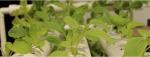 potato plant pot with plastic material,planting pots potato basin, Hydroponic
