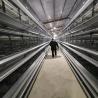 Buy cheap H Type 2.5mm Open House Battery Cage System 450cm2/Bird Area from wholesalers