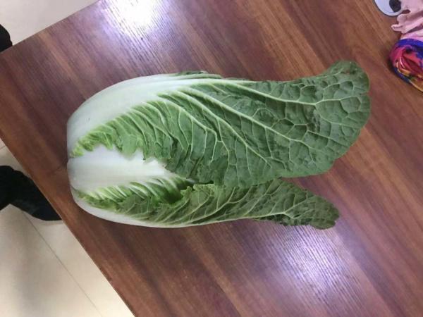 Buy cheap Good Taste Fresh Green Cabbage Without Soil For Lower Blood Pressure from wholesalers