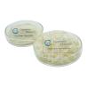 Buy cheap Shrimp Peels Chitosan Powder Fertilizer Chemical Algeria Chitosan Product from wholesalers
